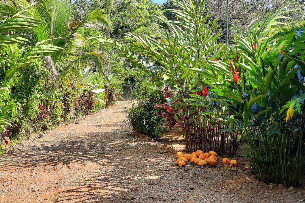 Hospedaje Valencia Osa, Cr Potrero  Екстер'єр фото